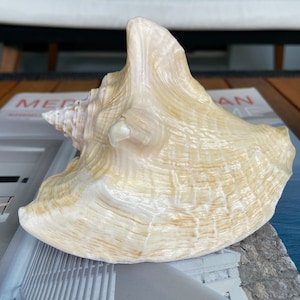 100% Natural Florida Keys Peach Beige Milk Conch 5-6 Planter Beach Nautical Décor Display Shell image 3