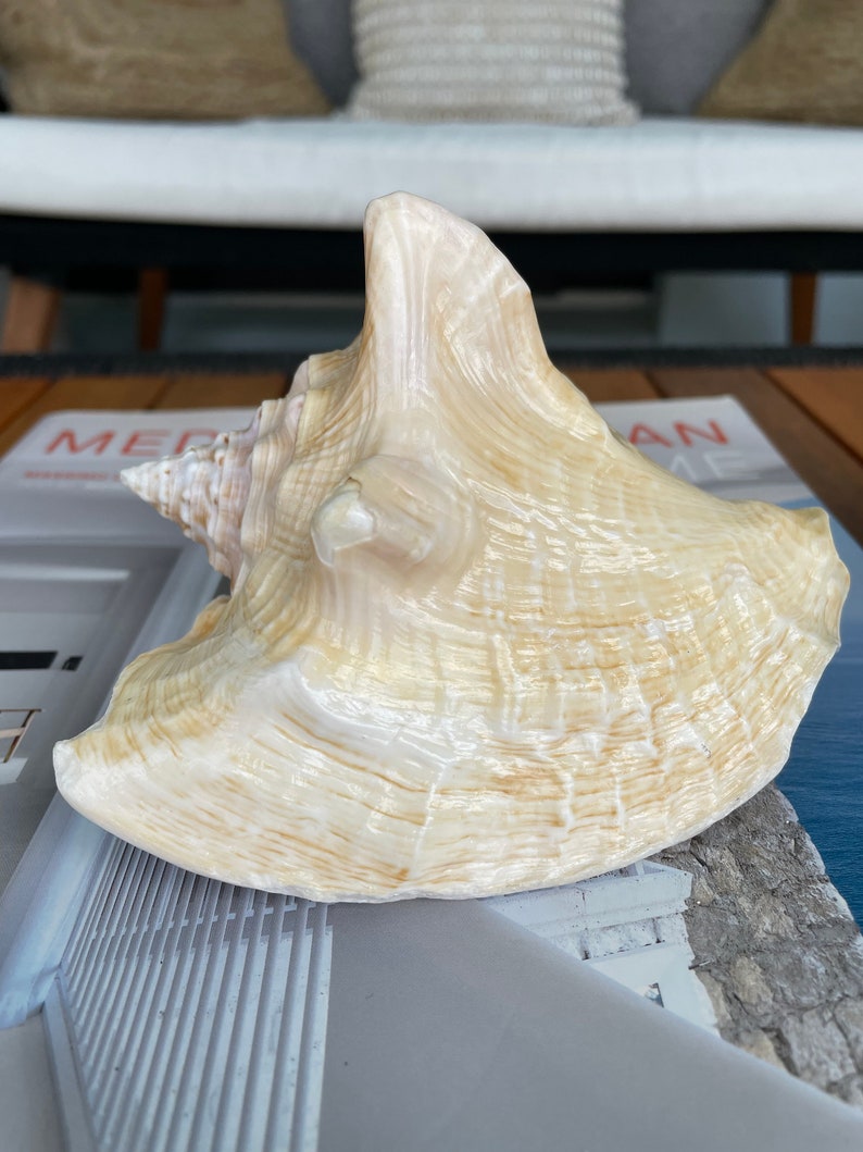 100% Natural Florida Keys Peach Beige Milk Conch 5-6 Planter Beach Nautical Décor Display Shell image 3