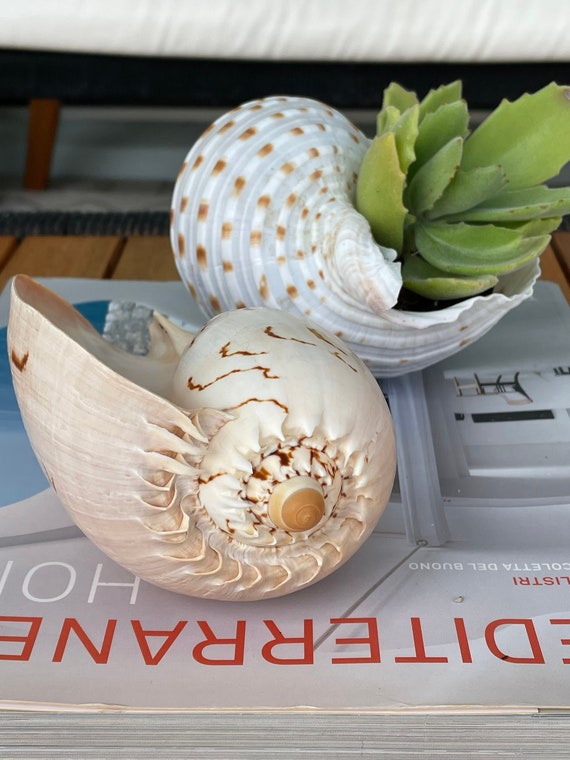Huge Melons Shell Seashell You Pick Size 6-12 Coastal Airplant Holder  Planter Beach Nautical Décor Philippine Crowned Baler -  Canada