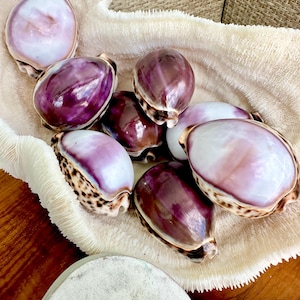 Big 3&quot; Cowrie Shell White or Purple Top Tiger Cowry Spotted Display Shell Seashell Home Beach Nautical Coastal Crafts Art Décor