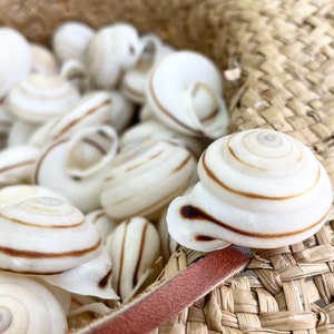White Obba Bigonia Land Snail Seashells Small 1.25&quot; Beach Wedding Sailors Valentine Crafting Shell Bulk Coastal Home Décor