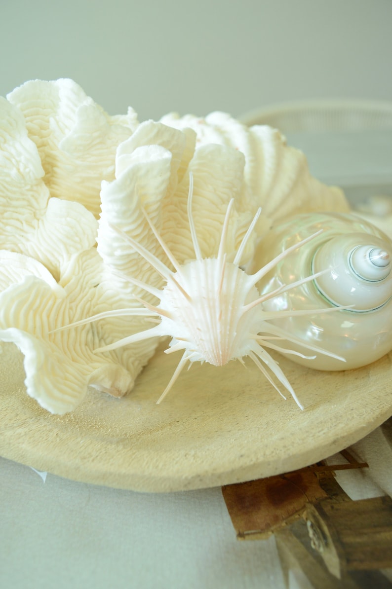 100% Natural Genuine RUGOSA Sea Coral Ocean Wavy Centerpiece Coastal Beach Ocean Décor Seashells image 5