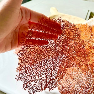 May include: A hand holds a delicate, coral-colored decorative piece with an intricate, branching design. The piece resembles a natural sea fan, with a complex network of fine lines and textures. The background is blurred, highlighting the detailed structure of the coral.