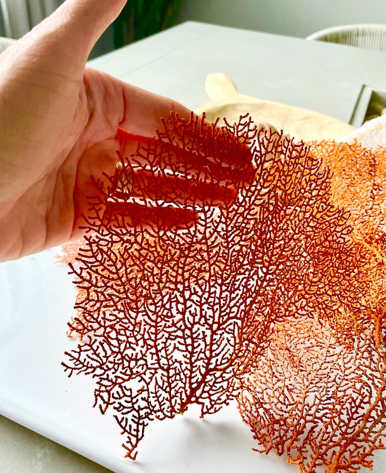 May include: A hand holds a delicate, coral-colored decorative piece with an intricate, branching design. The piece resembles a natural sea fan, with a complex network of fine lines and textures. The background is blurred, highlighting the detailed structure of the coral.