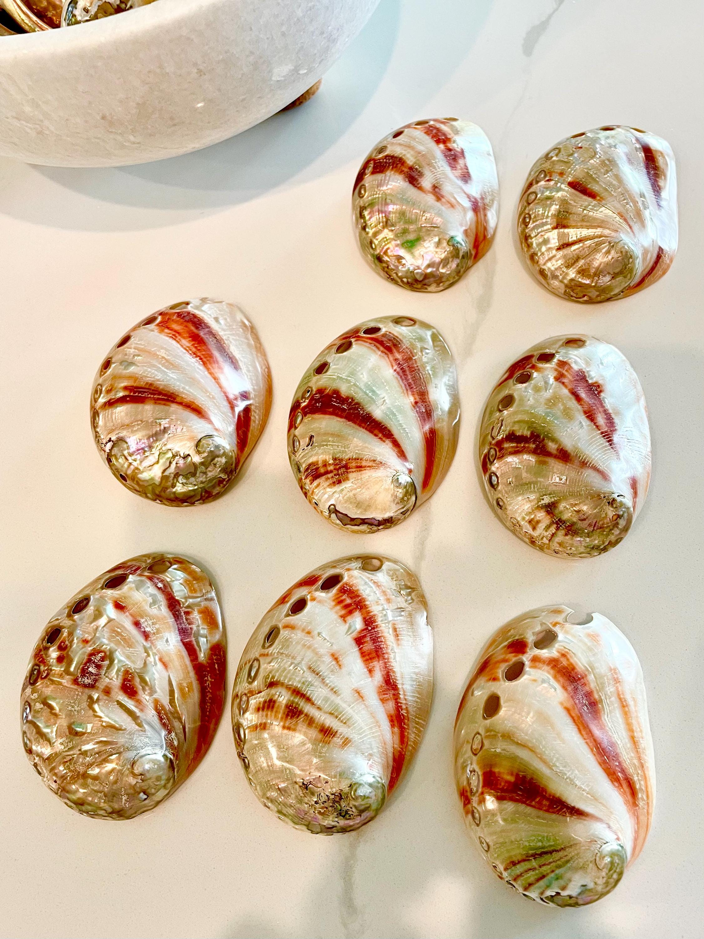 Red Abalone Shell Pattern POLISHED RED ABALONE Shells 3-3.5