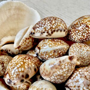 May include: A collection of various seashells, including cowrie shells, displayed in a large, cream-colored, textured shell. The cowrie shells have a glossy, brown and white patterned exterior. The shells are a natural, decorative element.