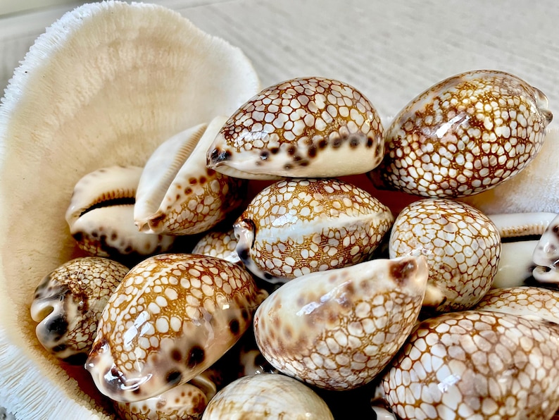 May include: A collection of various seashells, including cowrie shells, displayed in a large, cream-colored, textured shell. The cowrie shells have a glossy, brown and white patterned exterior. The shells are a natural, decorative element.