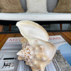 100% Natural Florida Keys Peach Beige Milk Conch 5-6 Planter Beach Nautical Décor Display Shell image 2