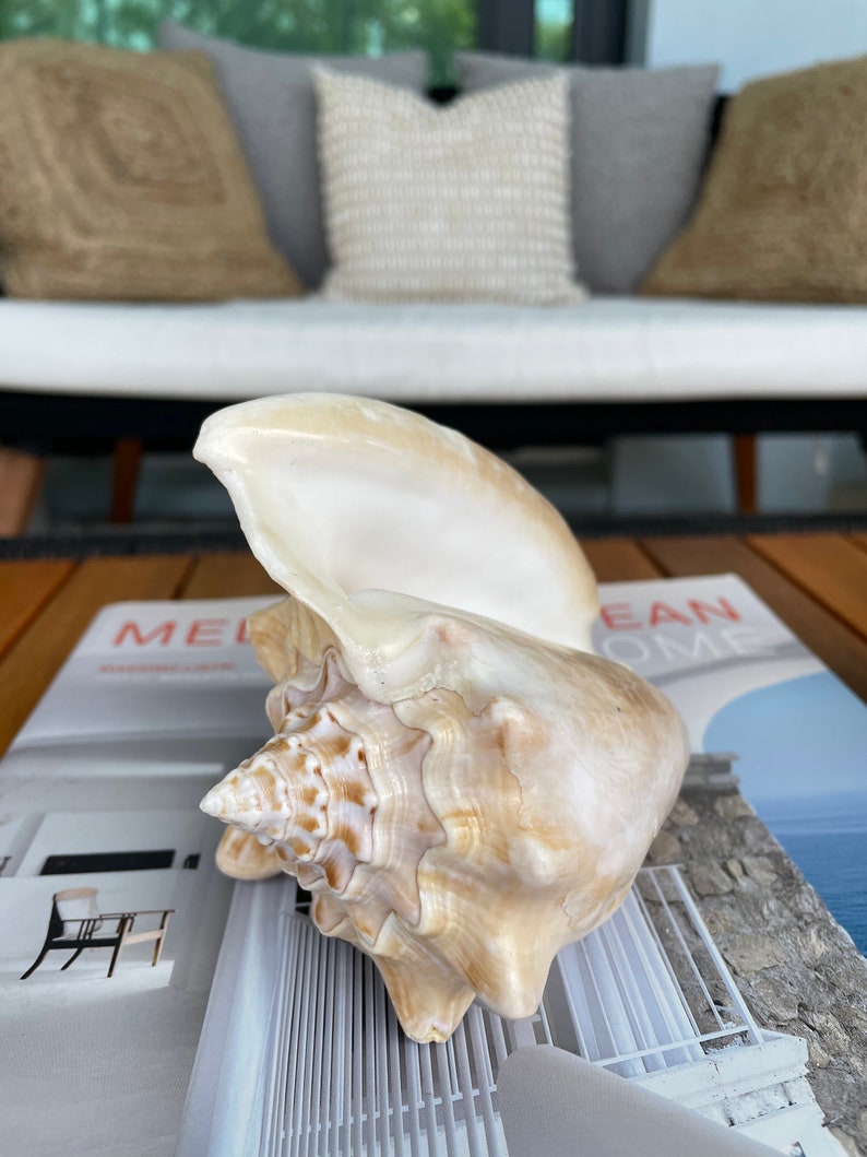 100% Natural Florida Keys Peach Beige Milk Conch 5-6 Planter Beach Nautical Décor Display Shell image 2