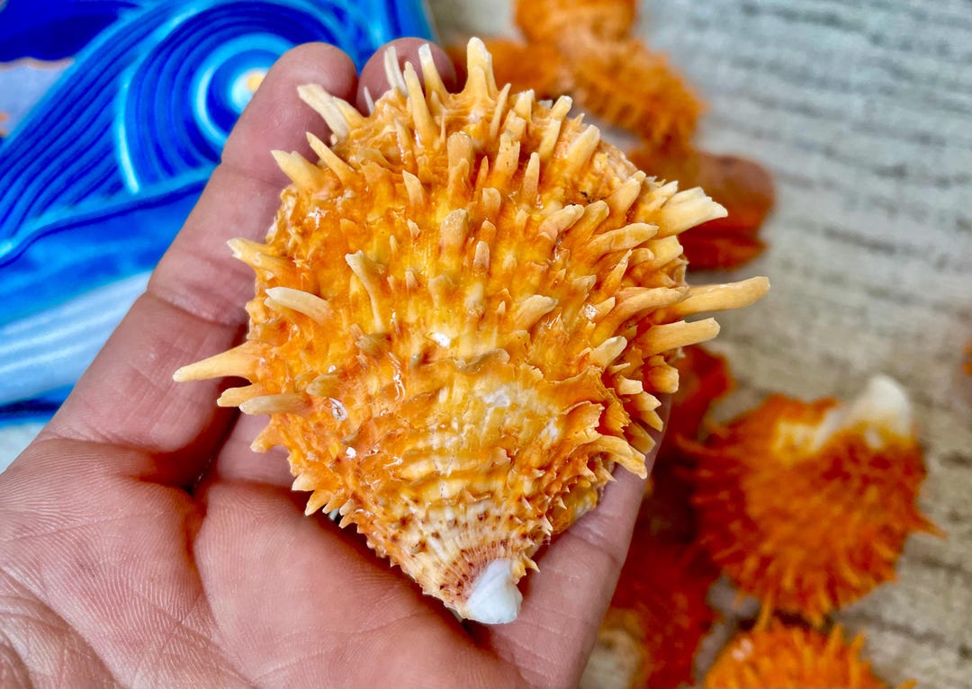 Orange Ribbed Shells Orange Spiny Oyster Pair Shell 2.5-3