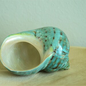 May include: A large, green and brown seashell with a pearly white interior. The shell is sitting on a wooden surface.