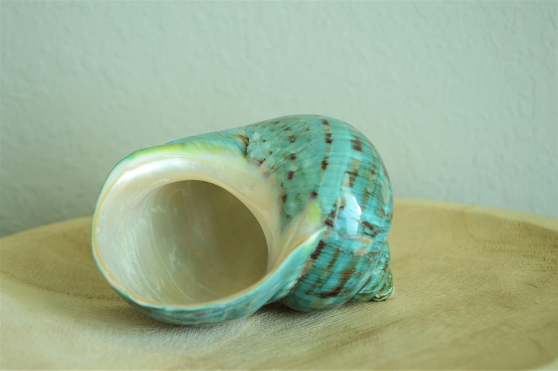 May include: A large, green and brown seashell with a pearly white interior. The shell is sitting on a wooden surface.