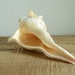 LIGHTENING WHELK CONCH Shell *all Sizes* Brown White Display Seashell ...