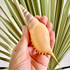 Puede incluir: Una gran concha de color beige con un extremo puntiagudo y una parte superior en espiral se sostiene en una mano. La concha tiene una superficie lisa y brillante y un borde marrón oscuro. El fondo presenta hojas de palma verdes y blancas.