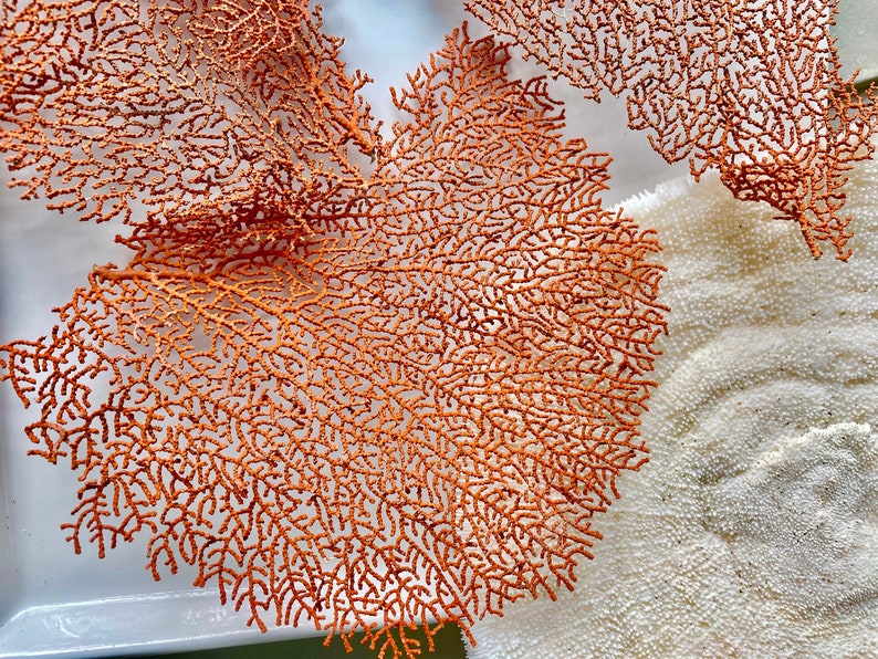 May include: Close-up of orange sea fan coral with intricate, branching structures. The coral is a vibrant orange color, with a delicate, lacy appearance. A white coral is also visible in the image. The image is well-lit, highlighting the details of the coral.