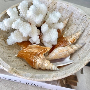 K&ouml;nnte beinhalten: Eine wei&szlig;e Koralle und braune Muscheln in einer wei&szlig;en Steinsch&uuml;ssel.