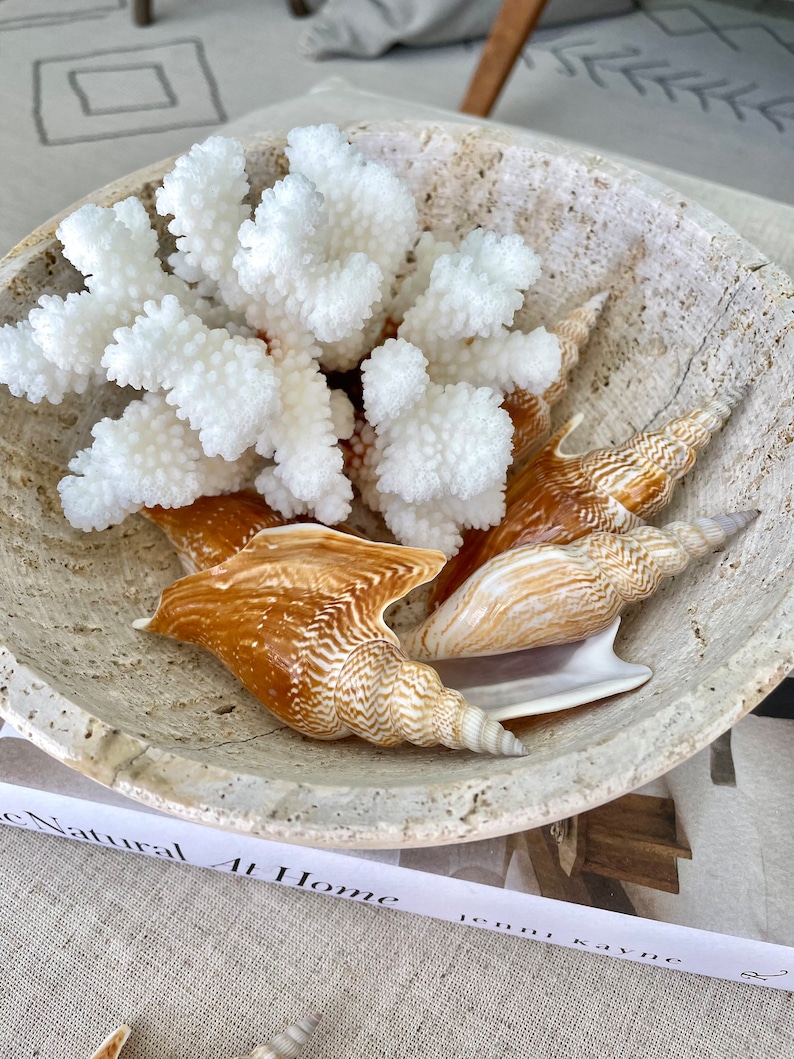 K&ouml;nnte beinhalten: Eine wei&szlig;e Koralle und braune Muscheln in einer wei&szlig;en Steinsch&uuml;ssel.