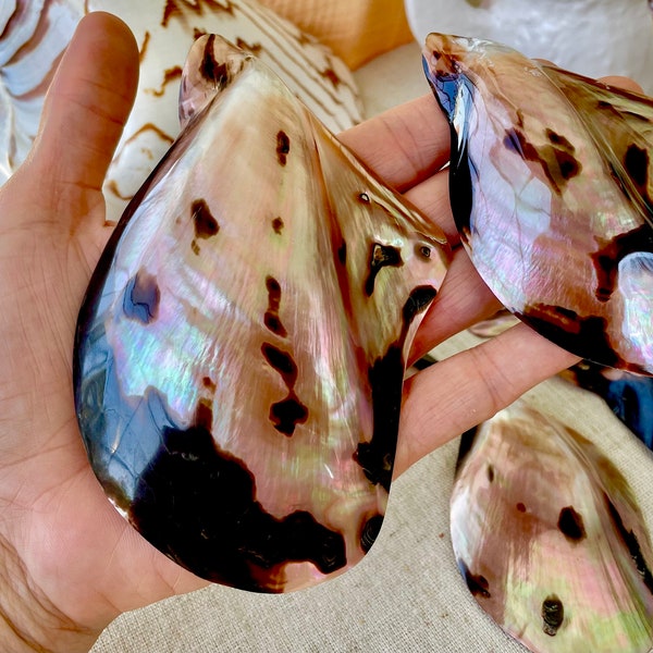 SHINY Brown Lip Mother of Pearl Polished Oyster Half 3-6" Wing Shaped Shell Seashell Beach Nautical Home Décor Coastal Crafts