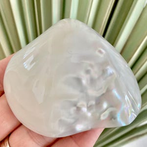 May include: A pearlescent, iridescent seashell with a smooth, glossy surface. The shell is held in a hand, with a backdrop of green and beige palm leaves. The shell's surface reflects light, showcasing a range of colors.