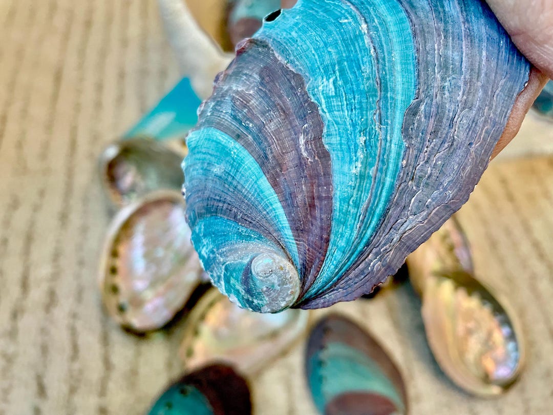 Turquoise Blue Abalone Shell (3.5-4
