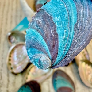 May include: Close-up of a collection of iridescent abalone shells. The shells display a range of colors, including teal, blue, and purple, with a textured, layered appearance. The shells are a natural, decorative item.