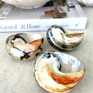 May include: Three iridescent seashells with a natural, organic pattern. The shells are a mix of white, brown, and black with a pearlescent sheen.
