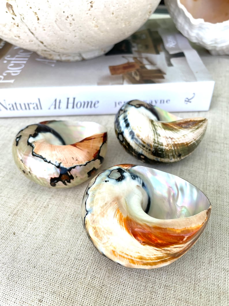 May include: Three iridescent seashells with a natural, organic pattern. The shells are a mix of white, brown, and black with a pearlescent sheen.