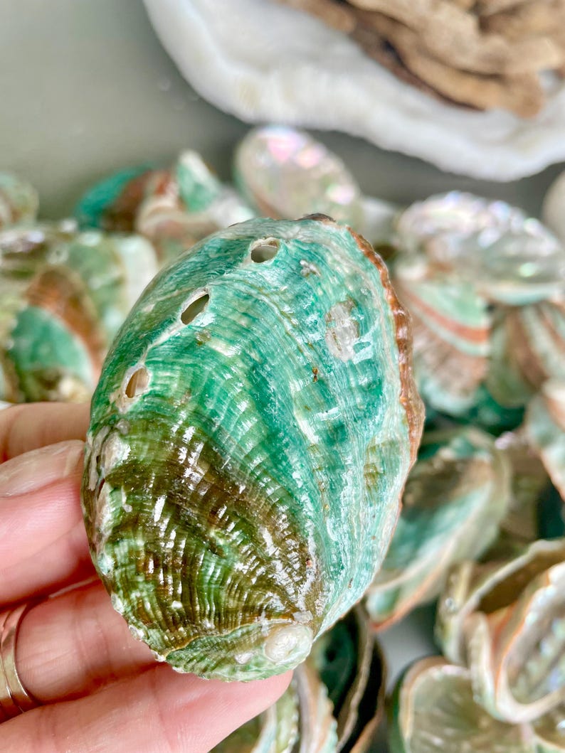 Red Abalone Shell Pattern Korean Red Green Striped Abalone Shells 2.5-3