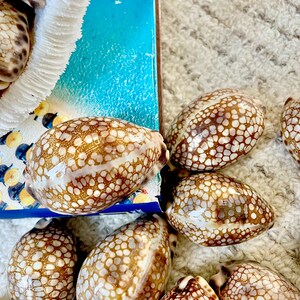 May include: A collection of brown and white speckled seashells. The shells have a smooth, glossy appearance and are arranged on a textured, light-colored surface. A book with the title "FREDA MOON" is partially visible in the background.