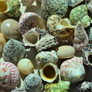 Hermit Crab Shells *Quantity & Size Of Your Choose* XS-XL Natural Assorted Seashells