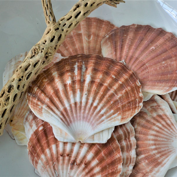 Irish Flat Scallops X-Large 4-6" Shells Seashells White Tan Coastal Décor Beach Wedding Supplies