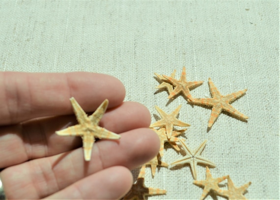 100 Tiny Real Star Fish Starfish .5-1.5 Dried Flat for Crafts & Coastal  Décor Orange Oriental Sugar 