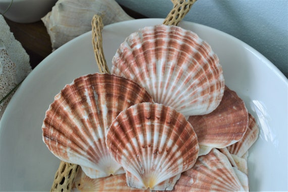 White Sea Shell Mix Beach 18 Pieces Wedding Decor Sea Shells Bulk