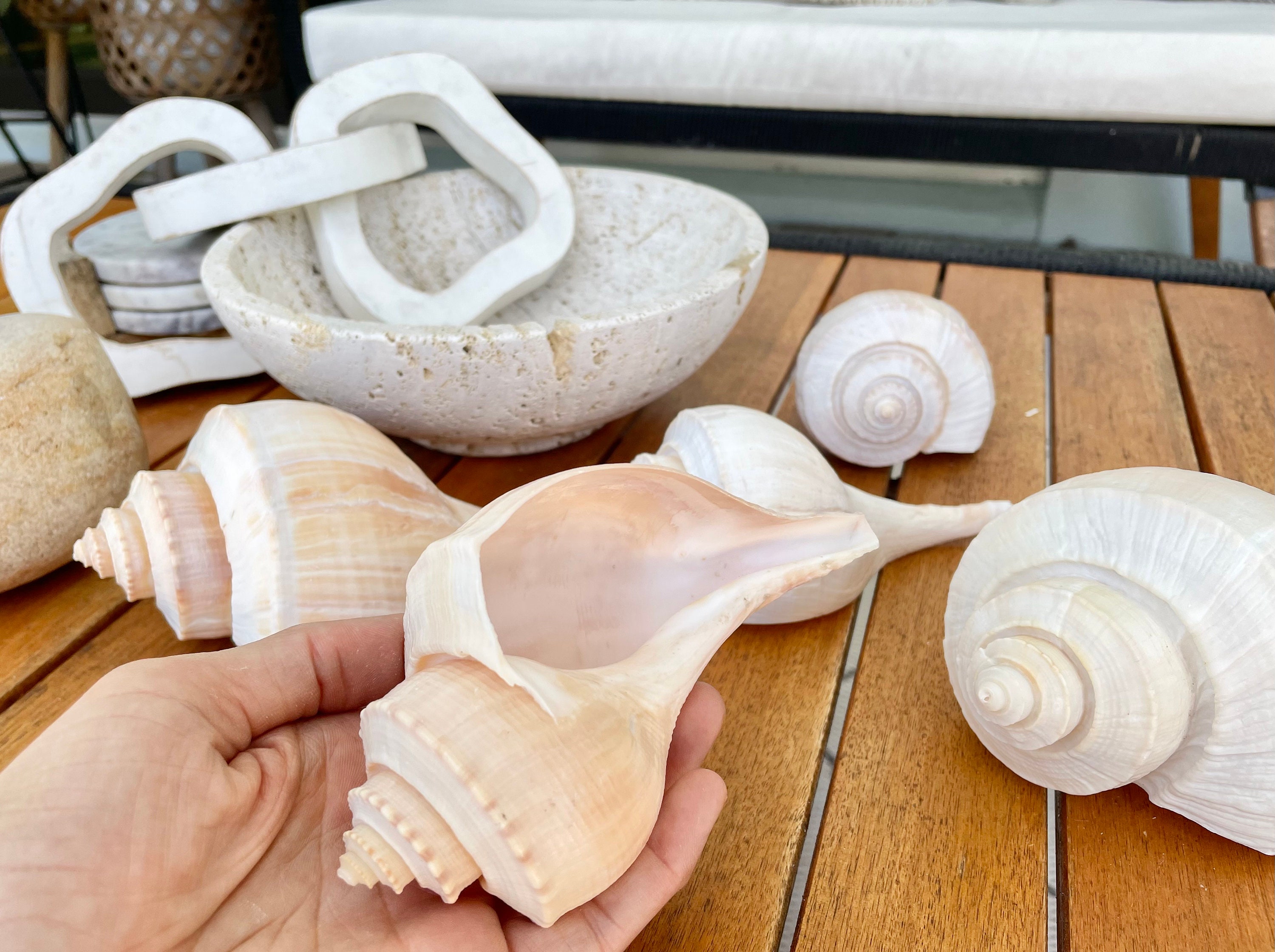 CHANNEL WHELK CONCH Shell 6-7