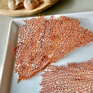 May include: Two pieces of dried, orange sea fan coral on a white tray. A wooden bowl filled with several beige and brown spiral seashells is in the background. The coral has a delicate, branching structure.