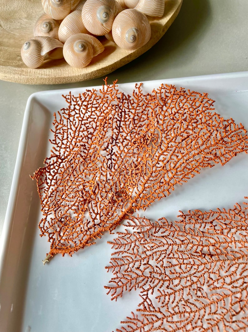May include: Two pieces of dried, orange sea fan coral on a white tray. A wooden bowl filled with several beige and brown spiral seashells is in the background. The coral has a delicate, branching structure.