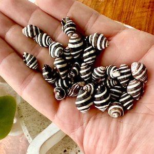 大型タイガータカラガイ Cypraea Tigris 貝殻 ~ 3インチ～3.5インチ