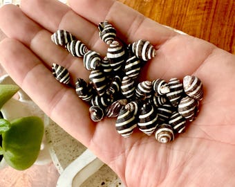 May include: A collection of small, black and white striped seashells. The shells are arranged in a pile on a person's hand.