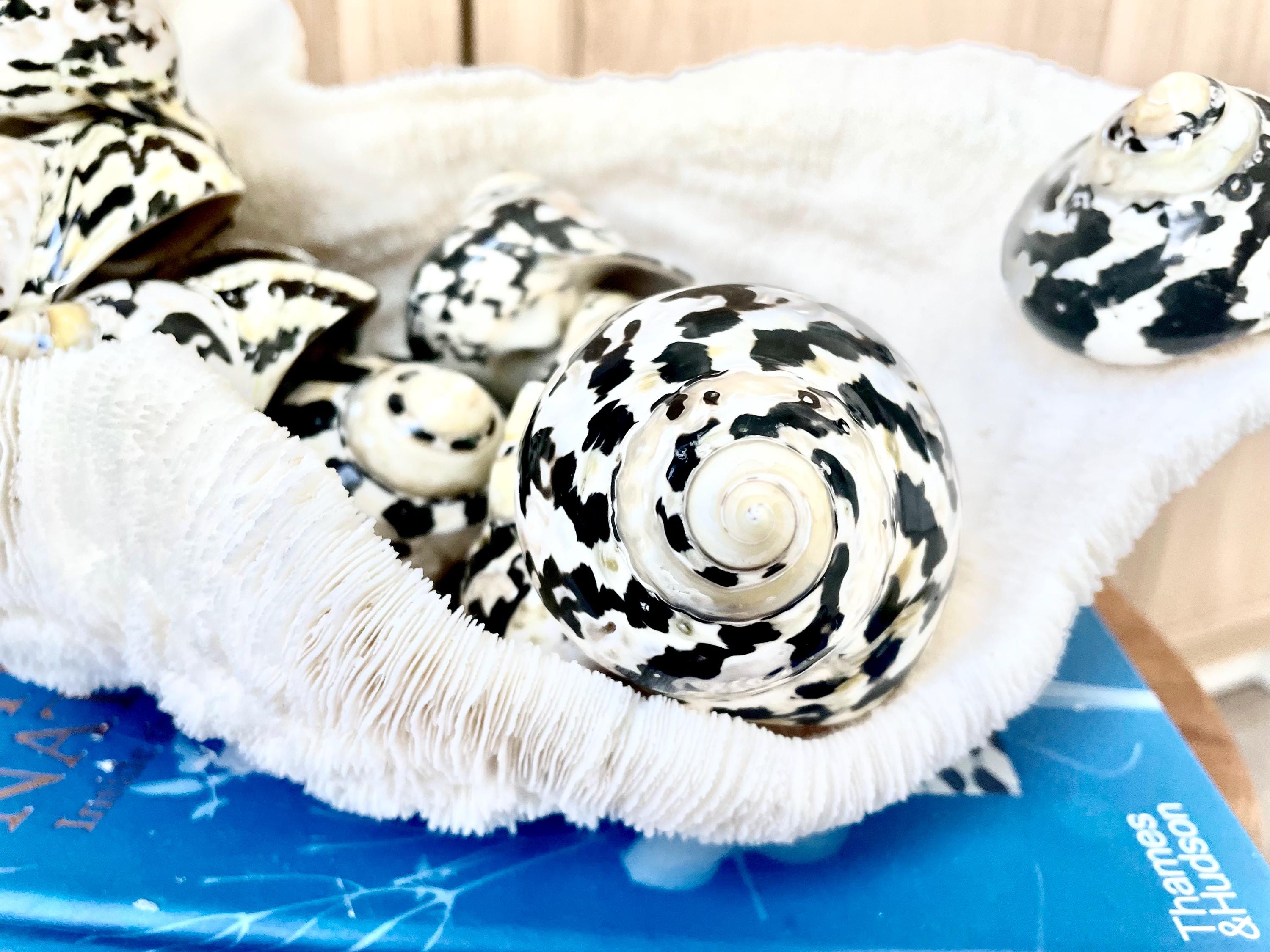 Magpie Shells MAGPIE TURBO SHELLS *you Choose Size* Naturally Polished Black White ...