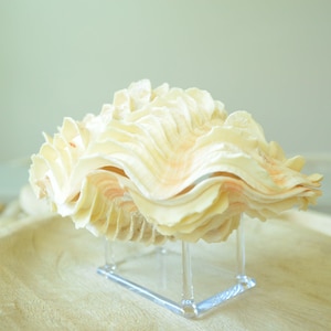 De Rasa Shells DERASA CLAM SHELLS Open Matching Pair *all Sizes* Natural Colored White ...