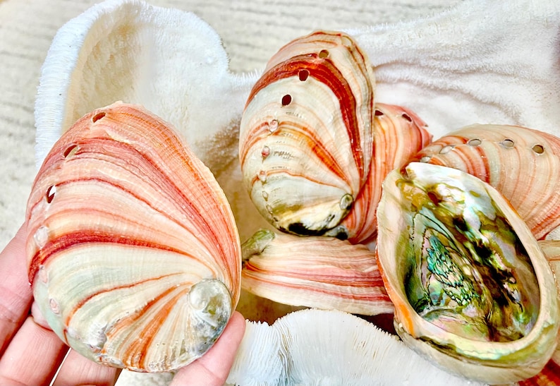 Red Striped Abalone Raw Shells, 3.5-6