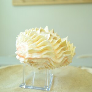 De Rasa Shells DERASA CLAM SHELLS Open Matching Pair *all Sizes* Natural Colored White ...