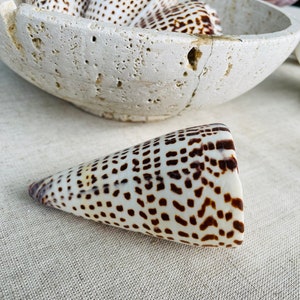 May include: A cone-shaped seashell with a white background and brown spots. The shell is lying on a white fabric surface.