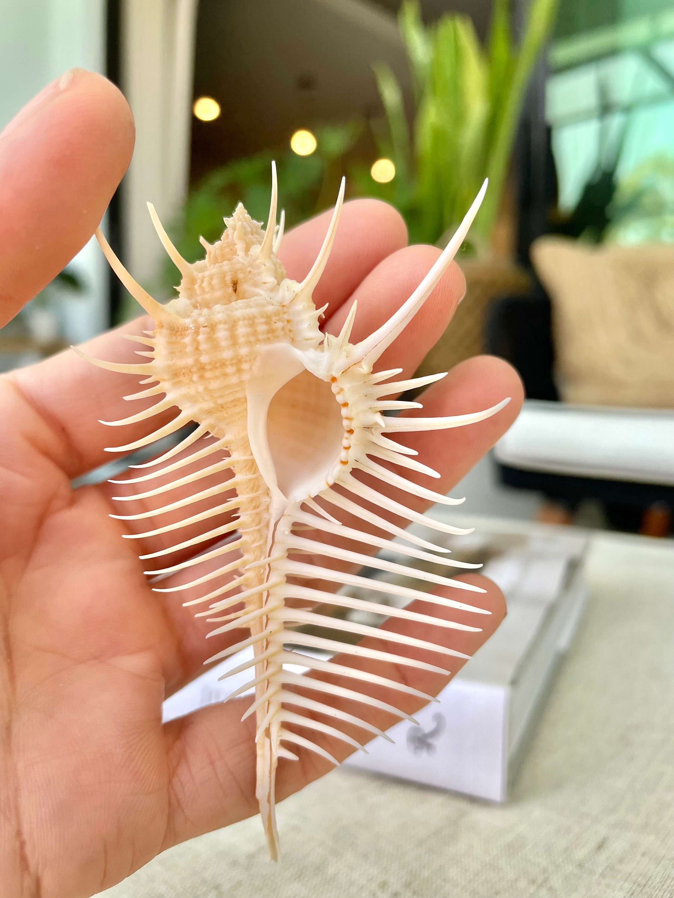 Factory Supply Natural Real Sea Shell Home Decoration Rose Branch Murex Screw La