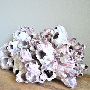 May include: A cluster of white and purple seashells with a rough, textured surface. The shells are arranged in a natural, organic shape, creating a unique and interesting display.