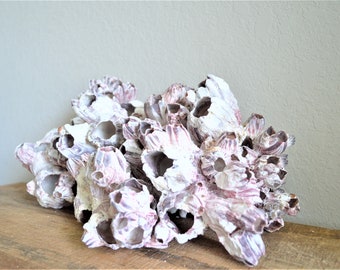 XS-XL 3-14" You Choose Size Purple Barnacle Clusters Coastal Beach Décor Nautical Display Air Planter Holder Free Shipping