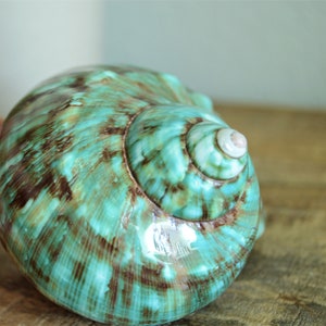 May include: A large, green and brown seashell with a swirling pattern. The shell has a glossy finish and a white interior.