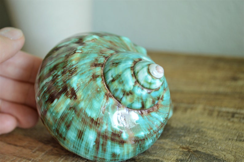 May include: A large, green and brown seashell with a swirling pattern. The shell has a glossy finish and a white interior.