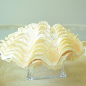 DERASA CLAM SHELLS Open Matching Pair *All Sizes* Natural Colored White Yellow Display Seashell