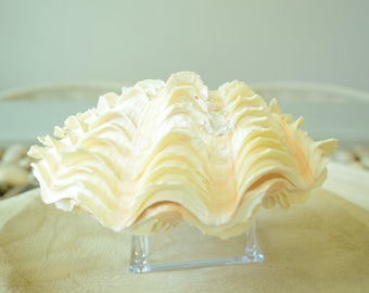 巨大なシャコガイの貝殻：天然の海の装飾、工芸品の飾り（18～20 cm